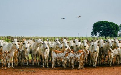 Produtores com leilões e abates em maio poderão antecipar declaração pecuária no TO