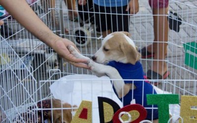 Aleto realiza 3ª Feira de Adoção com serviços gratuitos e ações de conscientização