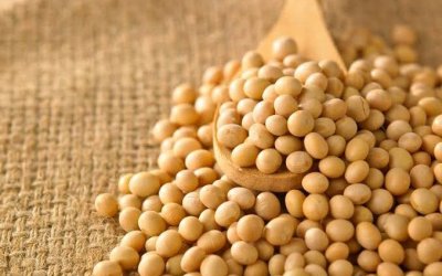 Funcionário de fazenda é suspeito de desviar 65 toneladas de soja e vender por R$ 100 mil