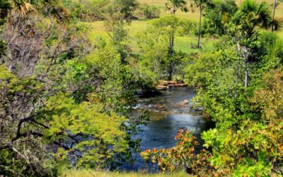 Tocantins Registra queda de 38,3%  no desmatamento no estado