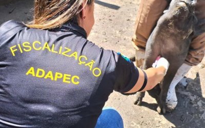 Governo do Tocantins realiza monitoramento sorológico de Peste Suína Clássica em 55 municípios do Estado