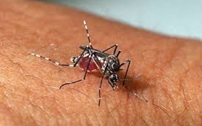 Governo do Tocantins debate enfrentamento da dengue na primeira Assembleia do Conass em 2025