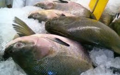 Governador Wanderlei Barbosa assina decreto que isenta imposto do peixe criado no Tocantins