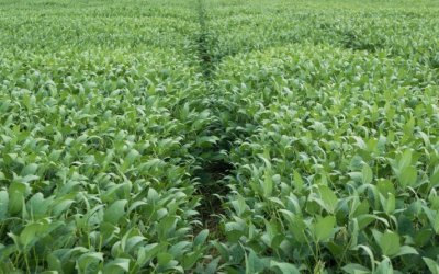 Adapec alerta sobre prazos para encerramento do plantio de soja e cadastramento da área cultivada