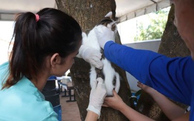 Há mais de 20 anos sem registrar caso de raiva, Araguaína segue com vacinação de cães e gatos