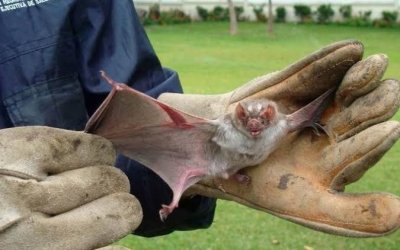 Paciente internado com raiva humana morre em hospital de Gurupi