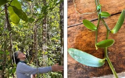 Naturatins financia pesquisa sobre baunilhas nativas