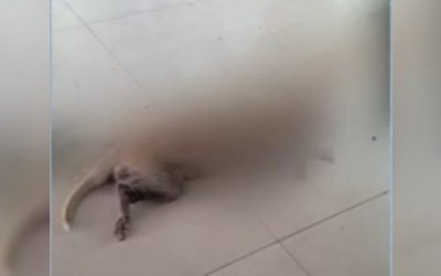 Cachorrinha é morta durante assalto em residência em Ananás; Polícia Civil investiga o caso