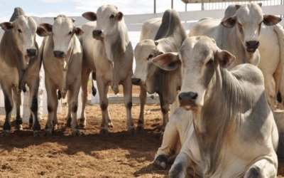 Atuação das Polícias Civis do Tocantins e de São Paulo resulta na prisão de homem por furto de gado, estelionato e lavagem de dinheiro