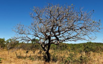 Governo do Tocantins celebra redução de 31,56% do desmatamento no bioma Cerrado do Estado, em junho de 2024