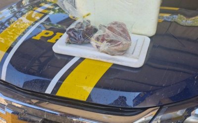 PRF apreende carnes de animais silvestres transportadas ilegalmente em Gurupi
