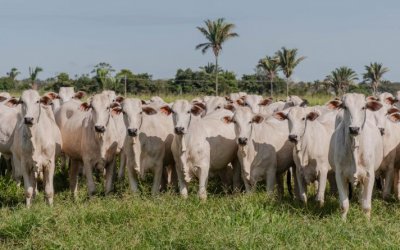 Adapec registra índice de 95,3% na campanha de declaração de propriedades rurais com bovídeos