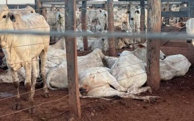 Mais de 80 bois morrem após queda de fio de alta tensão em curral