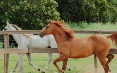 Adapec passa a exigir o cadastro obrigatório para cavalgada e tropeada no Tocantins