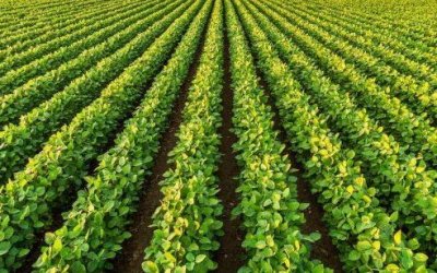 Produção agrícola no Tocantins deve cair 6,4% em 2024, diz IBGE