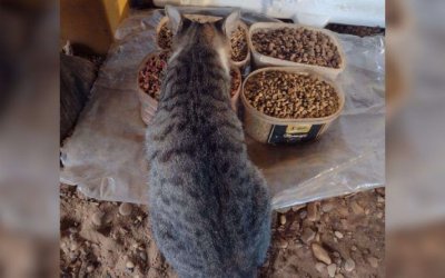 Servidor ganha na Justiça o direito de alimentar animais em situação de rua em terreno da Prefeitura de Guaraí