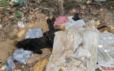 Cresce o número de denúncias de maus-tratos a animais em Araguaína; maioria envolve cães sem cuidados veterinários