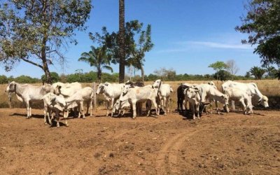 Vaqueiro é suspeito de furtar e vender 400 cabeças de gado no sul do Tocantins