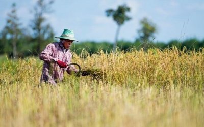 Apesar de queda geral, Tocantins se destaca na produção de arroz e soja, aponta IBGE