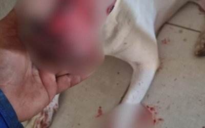 Homem é preso suspeito de esfaquear cachorro em Palmas
