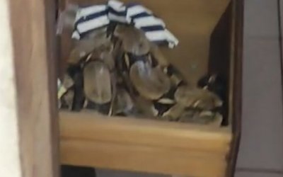 Família de Araguaína leva susto ao encontrar jiboia de quase 2 metros em gaveta de guarda-roupa