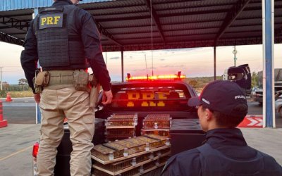 VÍDEO: PRF prende dois homens com mais de 400 canários-da-terra em Araguaína; aves seriam enviadas ao exterior