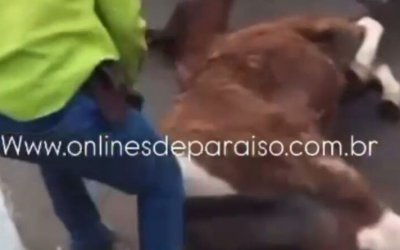 Maus-tratos: égua é arrastada por homens em Paraíso do Tocantins e imagens causam indignação