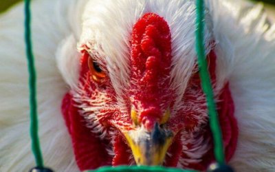 Tocantins entra no radar do Ministério da Agricultura por suspeita de gripe aviária