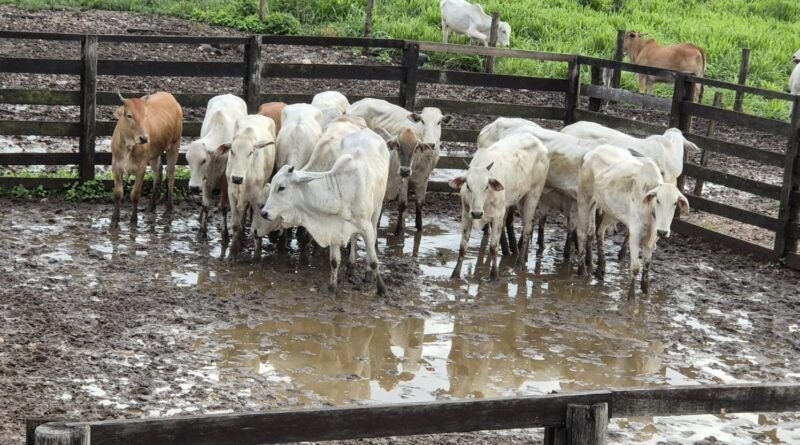 PM recupera 15 novilhas e prende dois homens suspeitos de furto de gado em Araguaína