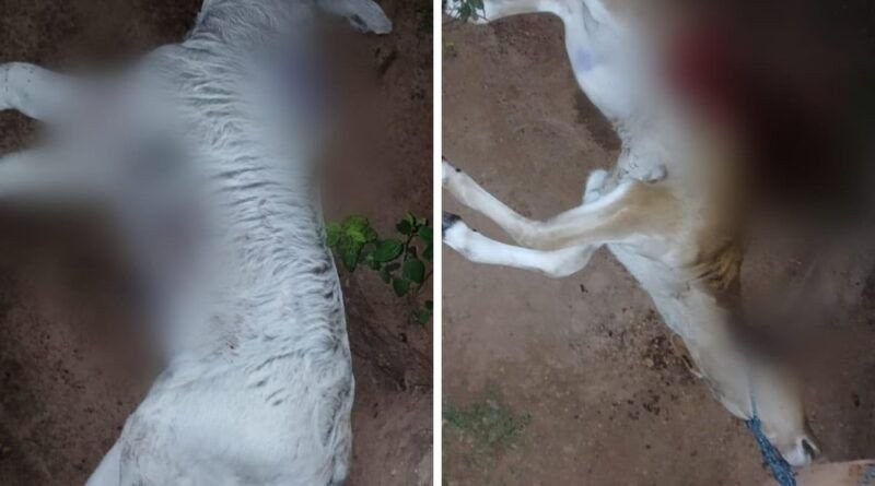 Onças matam animais e colocam em risco a segurança de crianças em zona rural do Tocantins