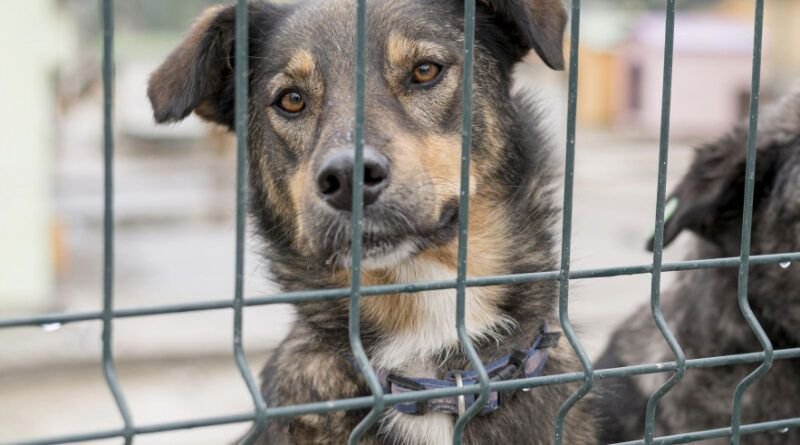 CRUELDADE: Homem é indiciado por matar cão a pauladas em AraguaÃna