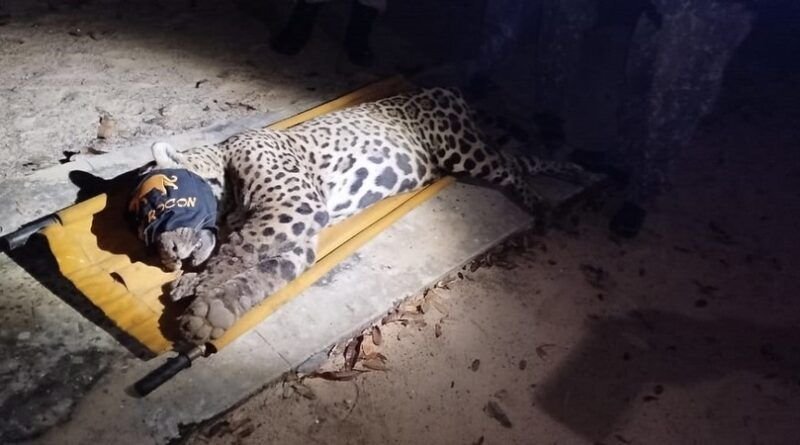 Onça-pintada é capturada em pesqueiro onde homem foi atacado e morto no Pantanal