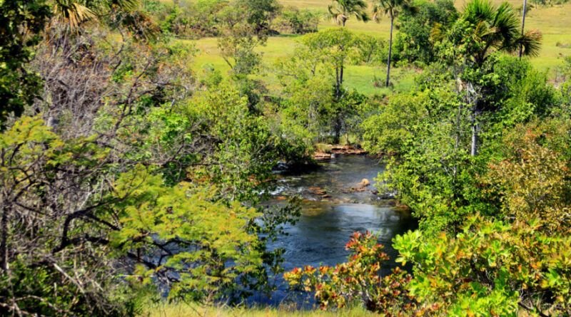 Tocantins Registra queda de 38,3%  no desmatamento no estado