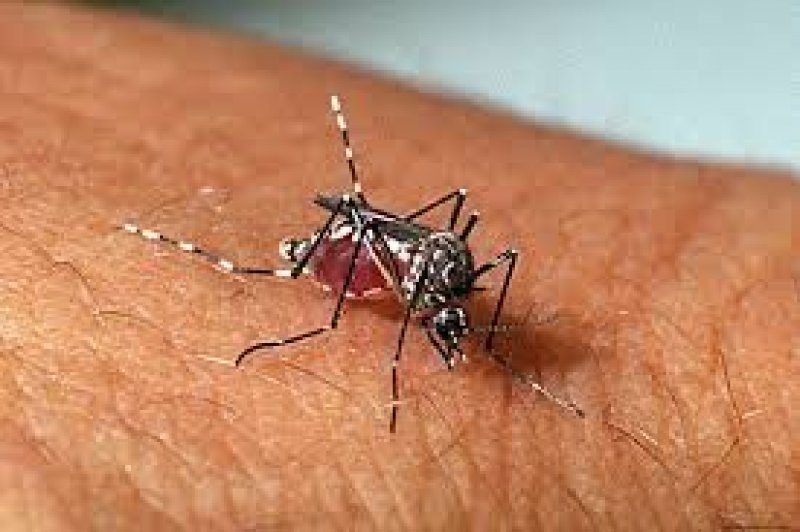 Governo do Tocantins debate enfrentamento da dengue na primeira Assembleia do Conass em 2025