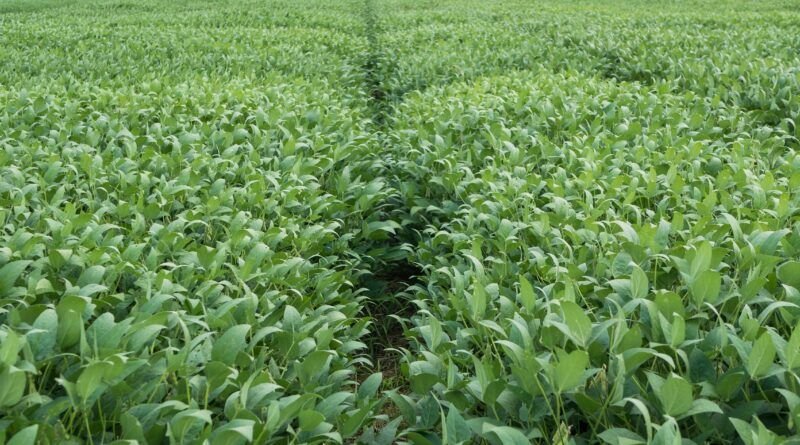 Adapec alerta sobre prazos para encerramento do plantio de soja e cadastramento da área cultivada