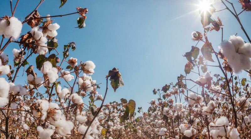 Em crescimento no Tocantins, plantio de algodão está autorizado a partir de 21 de novembro