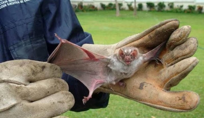 Paciente internado com raiva humana morre em hospital de Gurupi