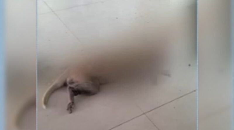 Cachorrinha é morta durante assalto em residência em Ananás; Polícia Civil investiga o caso