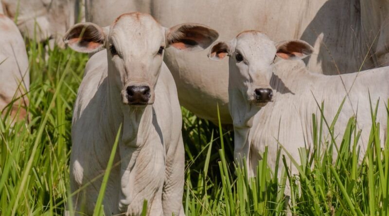 Gerente de fazenda é indiciado pela PolÃcia por aplicar golpes contra fazendeiro