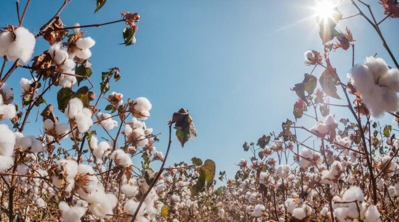 Com crescimento de 37% na área de cultivo de algodão, Tocantins inicia período de vazio sanitário dia 20 de setembro