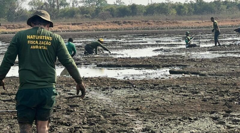 Governo do Tocantins salva mais de 150 peixes durante a Operação Gigante do Araguaia na Ilha do Bananal