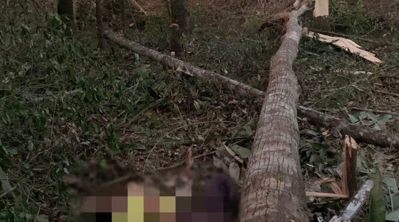 Homem morre esmagado por árvore que ele cortava com motosserra