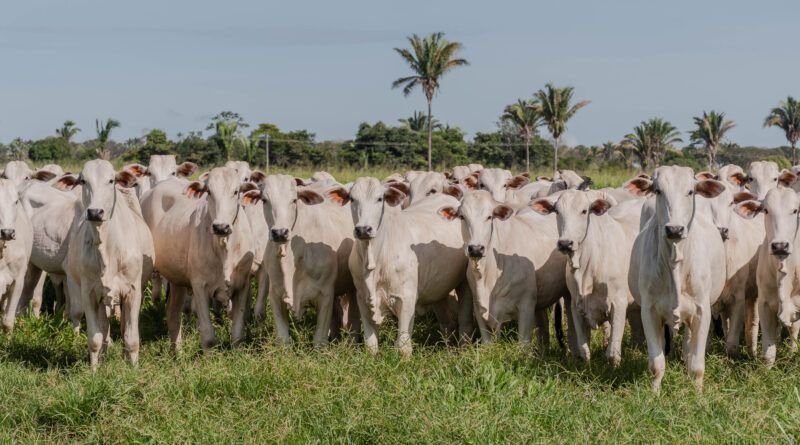 Adapec registra Ãndice de 95,3% na campanha de declaração de propriedades rurais com bovÃdeos