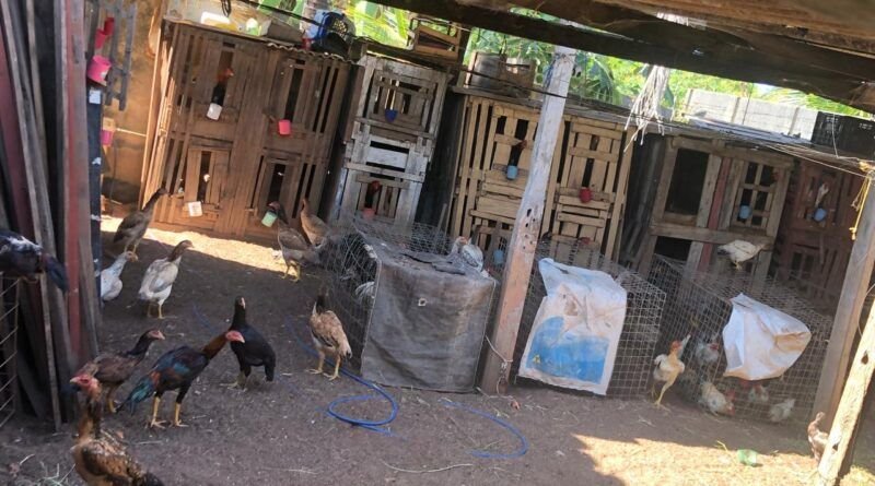 Homem que mantinha a companheira em cárcere privado em galinheiro de rinha de galos é preso pela Polícia Civil