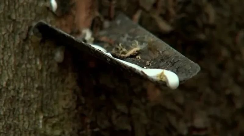 Conab realiza leilão de R$ 70 milhões para escoamento de borracha; produtores do Tocantins estão entre os beneficiados