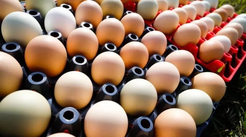 Com granja no Bico do Papagaio, Rei do Ovo volta às compras e ganha presença no Nordeste