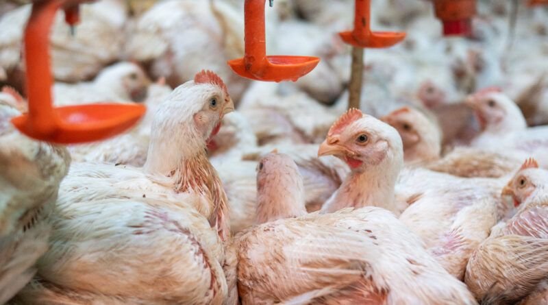 Adapec realiza monitoramento para comprovar ausência da Influenza Aviária e Doença de Newcastle