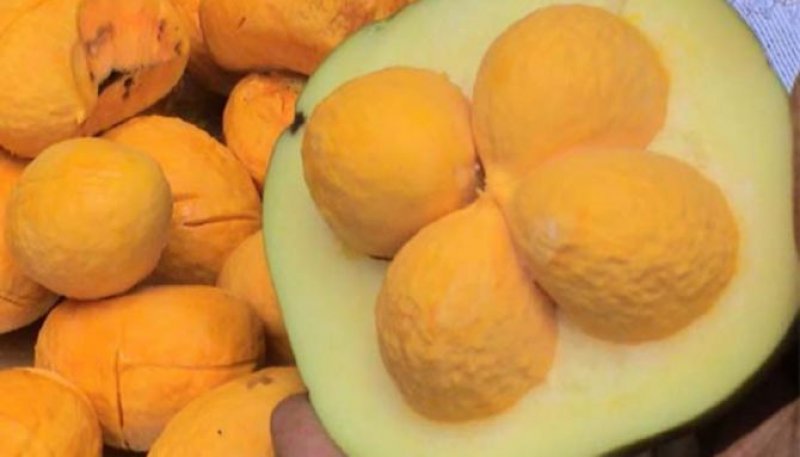 Além de riquezas naturais: o potencial sustentável do Cerrado tocantinense na APA Serra do Lajeado