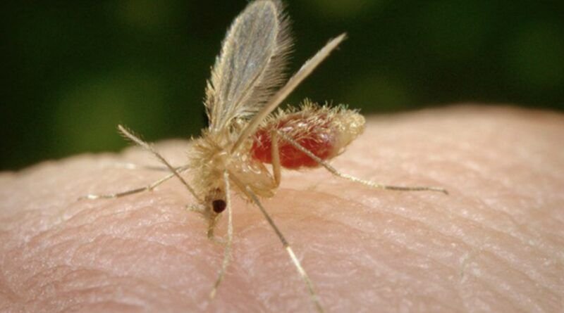 Tocantins fecha o ano de 2023 sem nenhum óbito por Leishmaniose Visceral