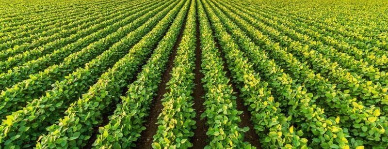 Produção agrÃcola no Tocantins deve cair 6,4% em 2024, diz IBGE